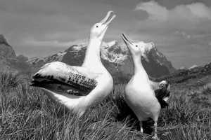 Два альбатросов врятував у новій зеландії Два альбатросов врятував у новій зеландії